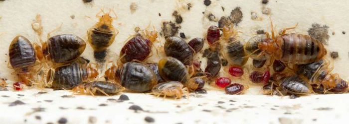 Bed Bug Infestation