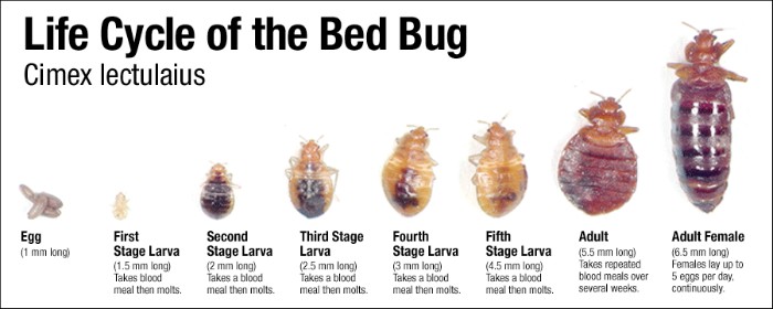 Bed Bug Lifecycle