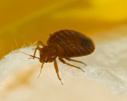 Bed Bug On Sheet