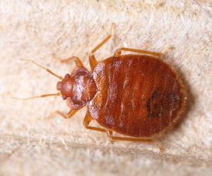 Bed Bug Exterminator - Cost, Treatment & Contol (2024)