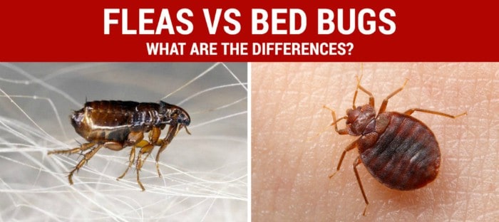 Bed Bugs vs Fleas