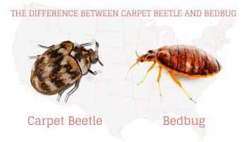 Bed Bug vs Carpet Beetle