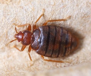 What Do Bed Bugs Look Like?